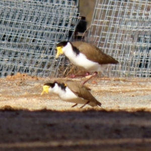 Vanellus miles at Tharwa, ACT - 22 Jul 2021 02:37 PM