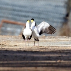 Vanellus miles at Tharwa, ACT - 22 Jul 2021 02:37 PM