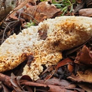 Laetiporus portentosus at Aranda, ACT - 19 Jul 2021