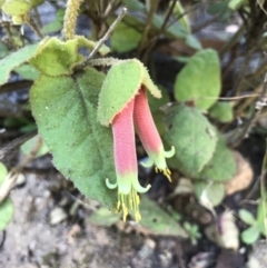 Correa reflexa (Common Correa, Native Fuchsia) at Rocky Hall, NSW - 25 Apr 2021 by MattFox