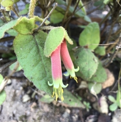 Correa reflexa (Common Correa, Native Fuchsia) at Rocky Hall, NSW - 25 Apr 2021 by MattFox