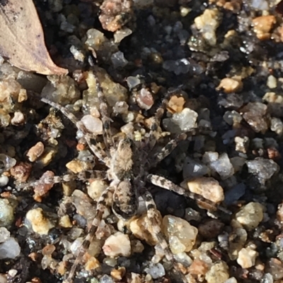 Unidentified Water spider (Pisauridae) at Cathcart, NSW - 25 Apr 2021 by MattFox