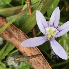 Isotoma fluviatilis subsp. australis (Swamp Isotome) at Bruce, ACT - 4 May 2021 by MattFox