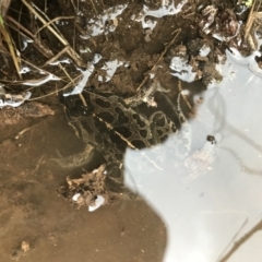 Limnodynastes tasmaniensis (Spotted Grass Frog) at Bruce, ACT - 23 Jul 2021 by MattFox