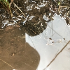 Limnodynastes tasmaniensis at Bruce, ACT - 23 Jul 2021