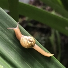 Mysticarion porrectus (Golden Semi-slug) at ANBG - 11 May 2021 by MattFox
