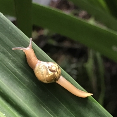 Mysticarion porrectus (Golden Semi-slug) at Acton, ACT - 11 May 2021 by MattFox