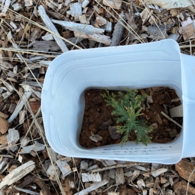Callitris endlicheri (Black Cypress Pine) at Watson, ACT - 22 Jul 2021 by waltraud