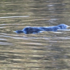 Ornithorhynchus anatinus (Platypus) at Tidbinbilla Nature Reserve - 22 Jul 2021 by Christine