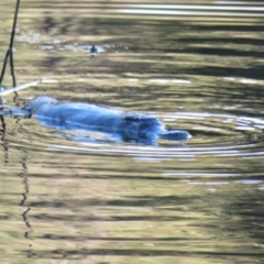 Ornithorhynchus anatinus at Paddys River, ACT - 22 Jul 2021