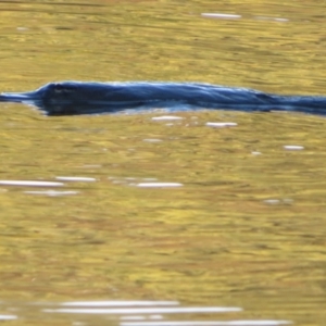 Ornithorhynchus anatinus at Paddys River, ACT - 22 Jul 2021