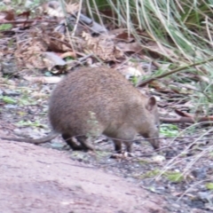 Isoodon obesulus obesulus (Southern Brown Bandicoot) at Tidbinbilla Nature Reserve - 22 Jul 2021 by Christine