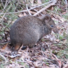 Potorous tridactylus (Long-nosed Potoroo) at Tidbinbilla Nature Reserve - 22 Jul 2021 by Christine