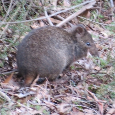 Potorous tridactylus (Long-nosed Potoroo) at Tidbinbilla Nature Reserve - 22 Jul 2021 by Christine