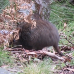 Potorous tridactylus at Paddys River, ACT - 22 Jul 2021 02:40 PM