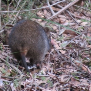 Potorous tridactylus at Paddys River, ACT - 22 Jul 2021