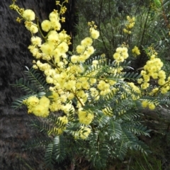 Acacia terminalis (Sunshine Wattle) at Bundanoon, NSW - 19 Jul 2021 by MatthewFrawley