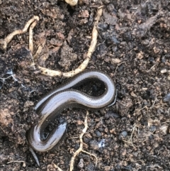 Hemiergis talbingoensis (Three-toed Skink) at Bruce, ACT - 23 Jul 2021 by MattFox