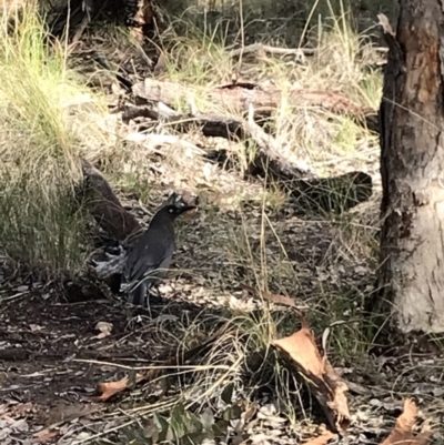 Strepera versicolor (Grey Currawong) at Aranda, ACT - 18 Jul 2021 by MattFox