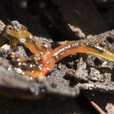 Unidentified Other Invertebrate at Bruce, ACT - 22 Jul 2021 by AlisonMilton