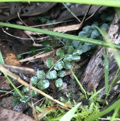 Asplenium flabellifolium (Necklace Fern) at Acton, ACT - 23 Jul 2021 by MattFox