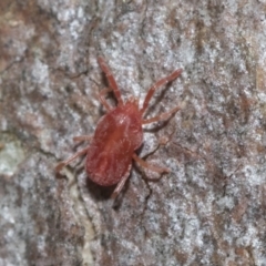 Trombidiidae (family) (Red velvet mite) at Bruce, ACT - 22 Jul 2021 by AlisonMilton