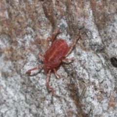 Trombidiidae (family) at Bruce, ACT - 22 Jul 2021 12:35 PM