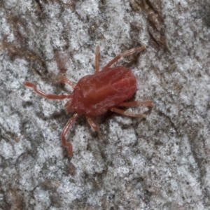 Trombidiidae (family) at Bruce, ACT - 22 Jul 2021