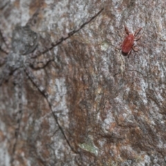 Trombidiidae (family) at Bruce, ACT - 22 Jul 2021 12:35 PM