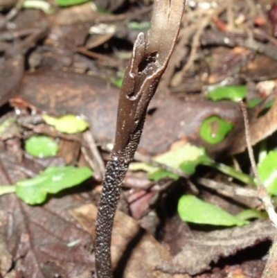 Geoglossum (Earth tongue) at Paddys River, ACT - 22 Jul 2021 by RobG1