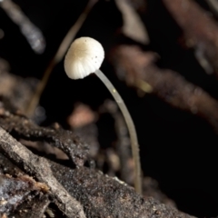 Unidentified Cap on a stem; gills below cap [mushrooms or mushroom-like] at Bruce Ridge to Gossan Hill - 22 Jul 2021 by AlisonMilton