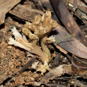 Clavulina sp. at Bruce, ACT - 22 Jul 2021 12:19 PM