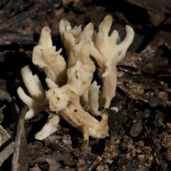 Clavulina sp. at Bruce, ACT - 22 Jul 2021 12:19 PM