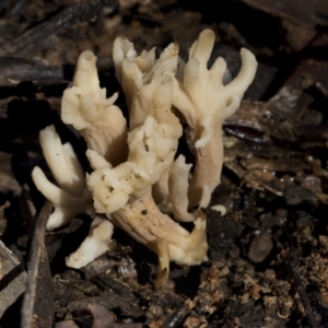 Clavulina sp. at Bruce, ACT - 22 Jul 2021