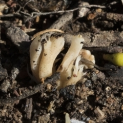 Clavulina sp. at Bruce, ACT - 22 Jul 2021