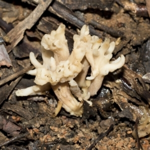 Clavulina sp. at Bruce, ACT - 22 Jul 2021