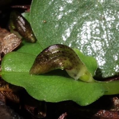 Corysanthes sp. (A Helmet Orchid) at Paddys River, ACT by RobG1