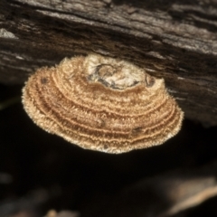 Xylobolus illudens (Purplish Stereum) at Bruce Ridge to Gossan Hill - 22 Jul 2021 by AlisonMilton