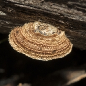 Xylobolus illudens at Bruce, ACT - 22 Jul 2021 12:29 PM