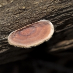 Xylobolus illudens at Bruce, ACT - 22 Jul 2021 12:29 PM