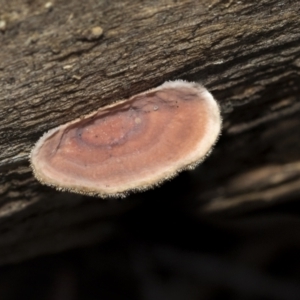 Xylobolus illudens at Bruce, ACT - 22 Jul 2021 12:29 PM