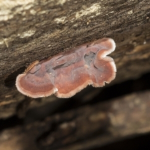 Xylobolus illudens at Bruce, ACT - 22 Jul 2021 12:29 PM