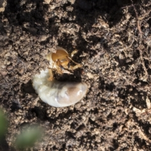 Scarabaeidae (family) at Bruce, ACT - 22 Jul 2021