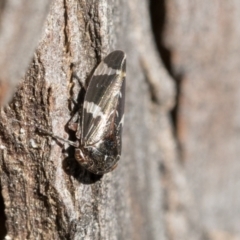 Eurypella tasmaniensis (Eurypella tasmaniensis) at Scullin, ACT - 22 Jul 2021 by AlisonMilton