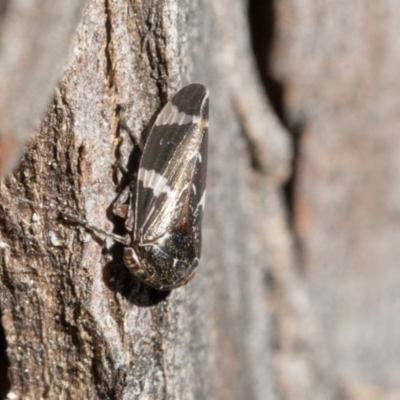 Eurypella tasmaniensis (Eurypella tasmaniensis) at Scullin, ACT - 22 Jul 2021 by AlisonMilton