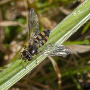 Simosyrphus grandicornis at Googong, NSW - 22 Jul 2021