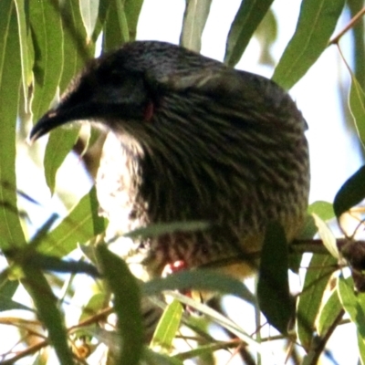 Anthochaera carunculata (Red Wattlebird) at Springdale Heights, NSW - 22 Jul 2021 by PaulF