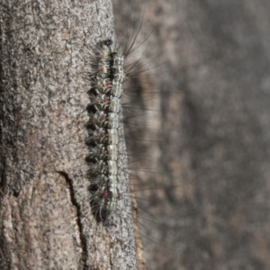 Anestia (genus) at Scullin, ACT - 22 Jul 2021 11:07 AM