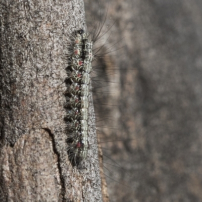 Anestia (genus) (A tiger moth) at Scullin, ACT - 22 Jul 2021 by AlisonMilton