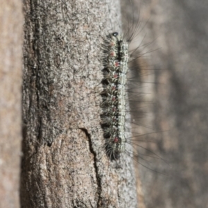 Anestia (genus) at Scullin, ACT - 22 Jul 2021